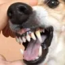 B_DogAngry B_DogAngry