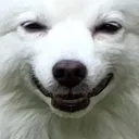 Dog_White_Creepy