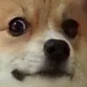 B_DogStare