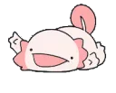 axolotl axolotl