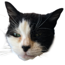 Gizzy Discord emoji
