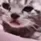 C1_CatCry