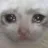 sadcat Discord Emoji