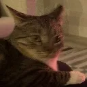 Cat What cat_what Discord Emoji