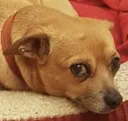 dogWorryWeird