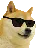 cooldoge