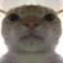 kat