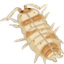 koi Discord emoji
