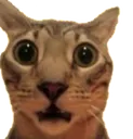 nycecat
