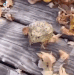 frogjumplaugh Discord emoji