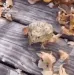 frogjumplaugh frogjumplaugh