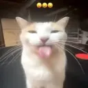 blurrycat Discord Emoji