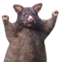 Wahoo Wahoo
