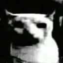 catdespair catdespair