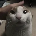 catpat