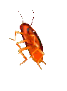 rainbowroach