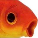 Fish_Pog