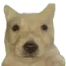 papu papu