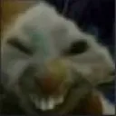 evilcatrat