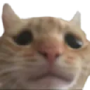 b_catsad