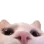 catpeek