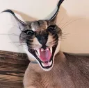 angry_floppa
