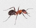Ant_No_Way