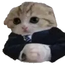 Cat_Baseg