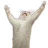 praise_cat praise_cat