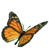 b_borboleta