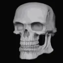 Bones