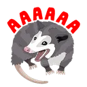 possum