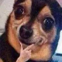 dog_hmm