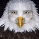 WatchingEagle WatchingEagle