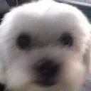wutdadog wutdadog