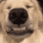 novanity_happehdog