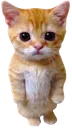 gato gato