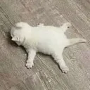 melted