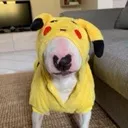 pikachuwalter pikachuwalter