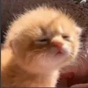 Catsleepy catsleepy Discord Emoji