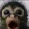 monke