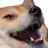dogekek