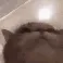 CatVibe