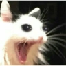 :wowcatte: