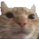 4167_Swagcat