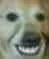DHOGE DHOGE