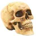 skull_death skull_death