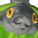 burmystare
