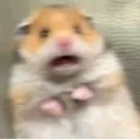 wtf