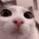 plink